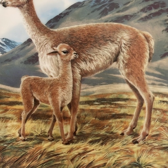 The Vicuña Will Nelson Vintage Last of Their Kind: The Endangered Species Plate - Picture 10 of 15